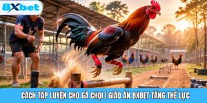 Cách Tập Luyện Cho Gà Chọi | Giáo Án 8XBET Tăng Thể Lực