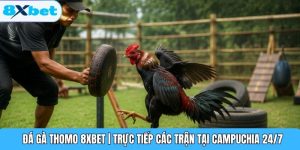 Đá Gà Thomo 8XBET | Trực Tiếp Các Trận Tại Campuchia 24/7